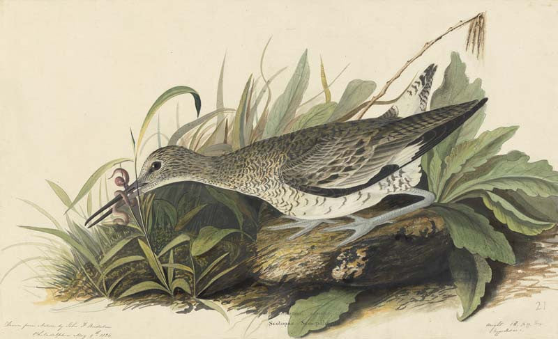 Willet