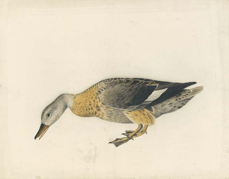 Gadwall