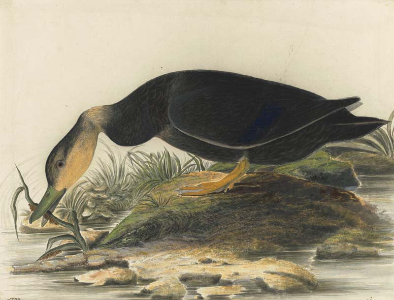 American Black Duck