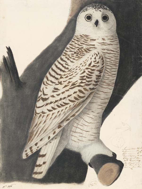 Snowy Owl