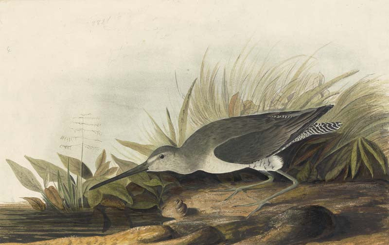 Long-billed Dowitcher