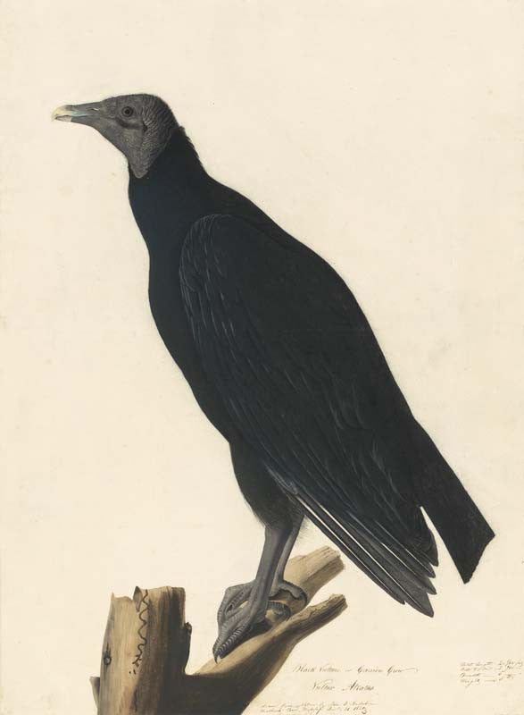 Black Vulture