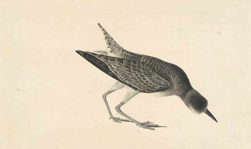 Unidentified Shorebird