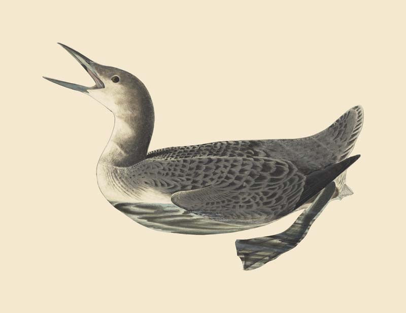 Pacific Loon
