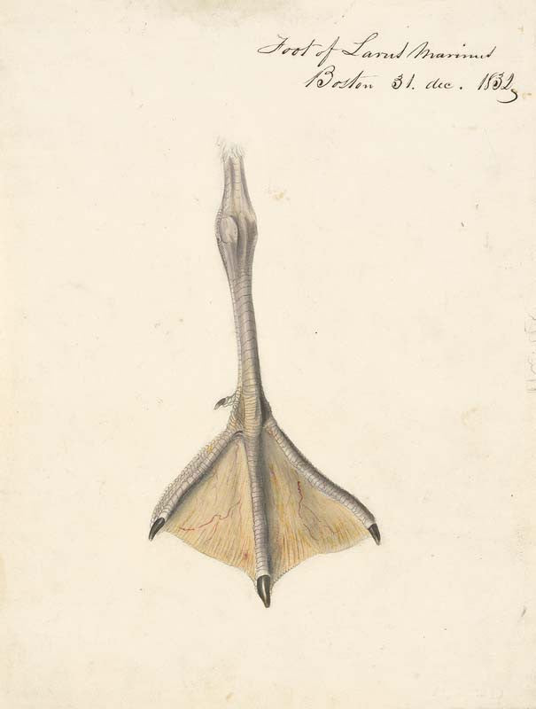 Study of a Foot for the Great Black-backed Gull