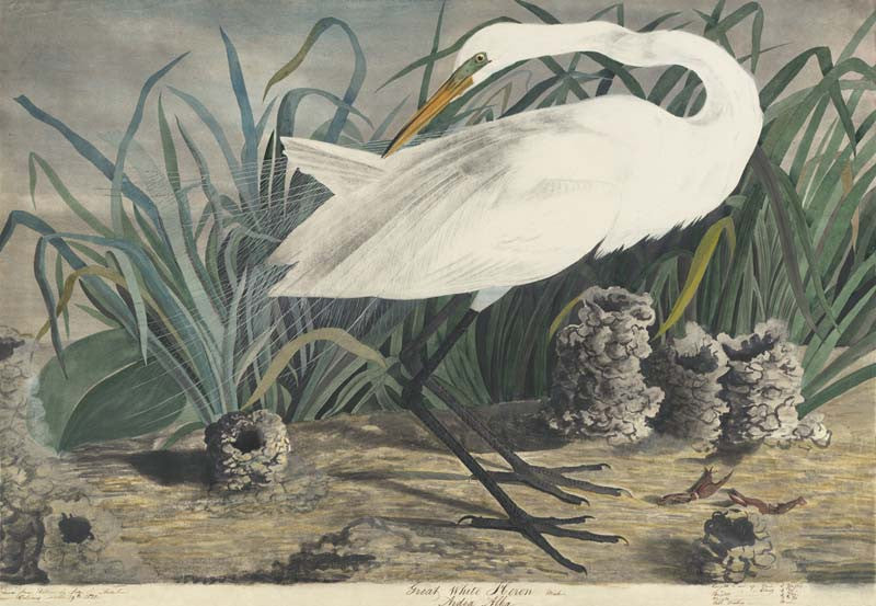 Great Egret