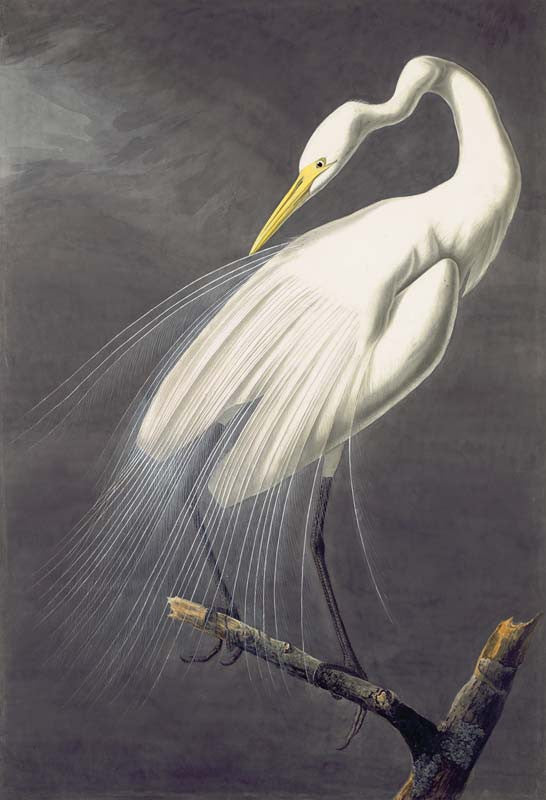 Great Egret