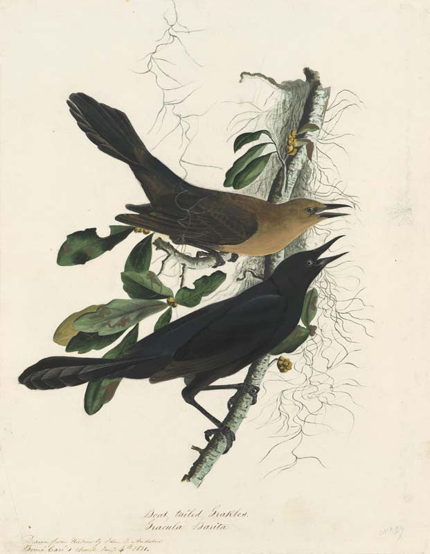 Boat-tailed Grackle