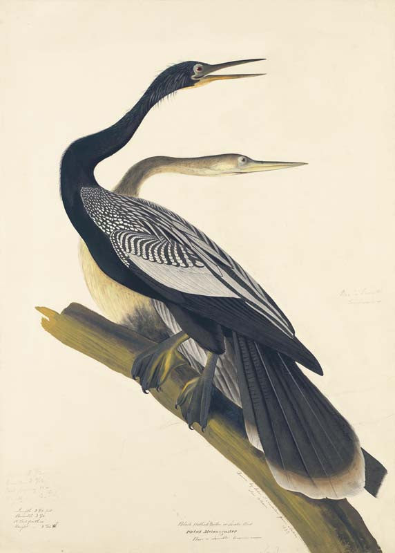 Anhinga