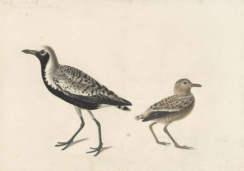 Black-bellied Plover