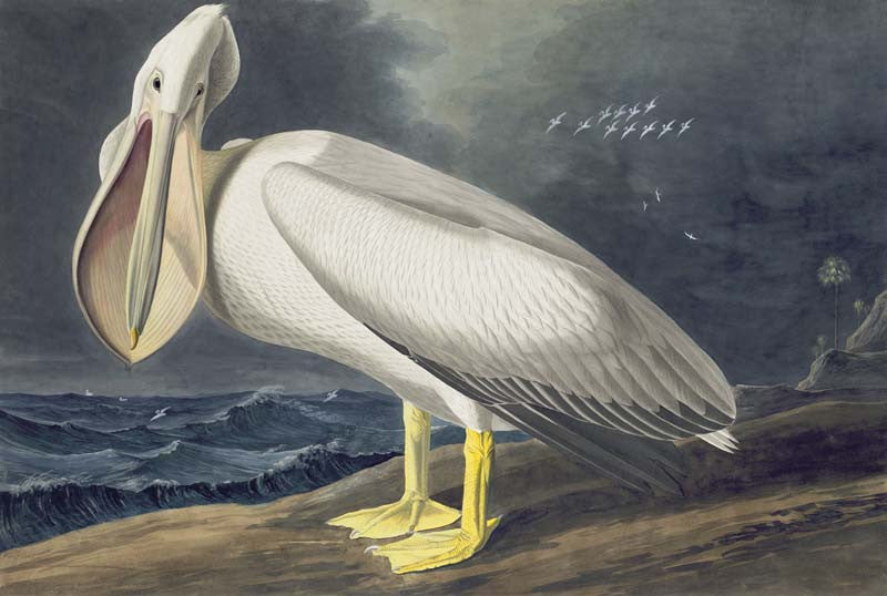 American White Pelican