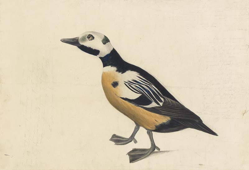 Steller's Eider