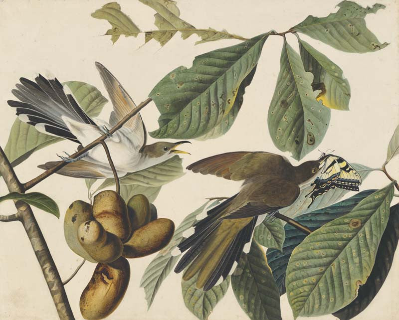 Yellow-billed Cuckoo, Havell pl. 2