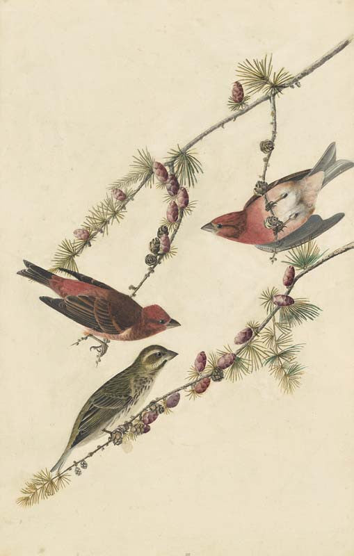 Purple Finch, Havell pl. 4