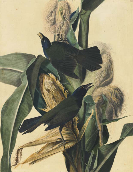 Common Grackle, Havell pl. 7