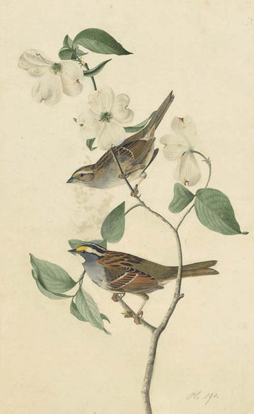 White-throated Sparrow, Havell pl. 8