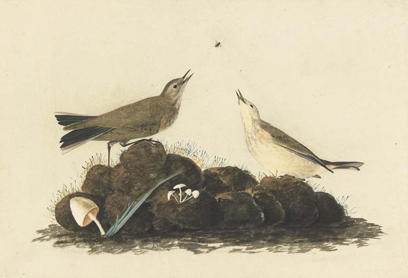 American Pipit, Havell pl. 10