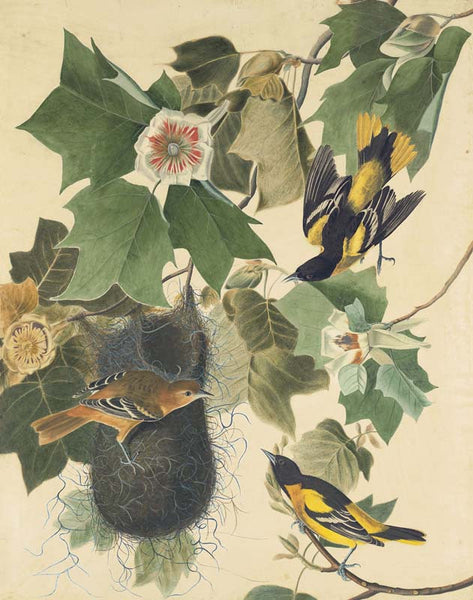 Baltimore Oriole, Havell pl. 12