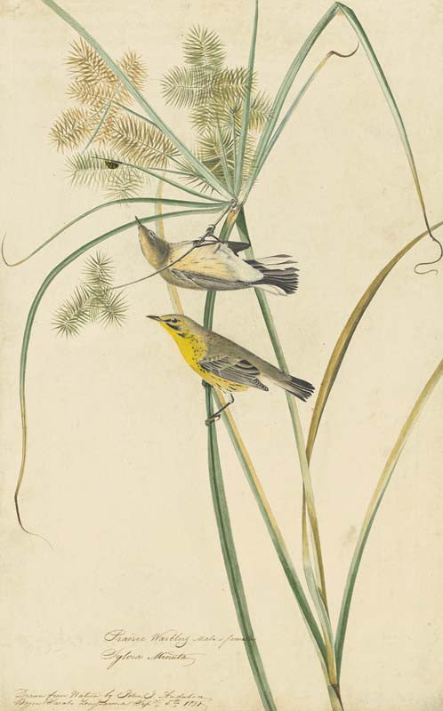 Prairie Warbler, Havell pl. 14