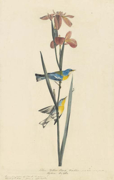 Northern Parula, Havell pl. 15