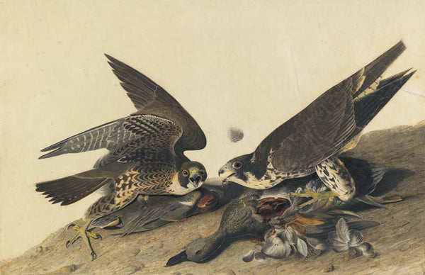 Peregrine Falcon, Havell pl. 16