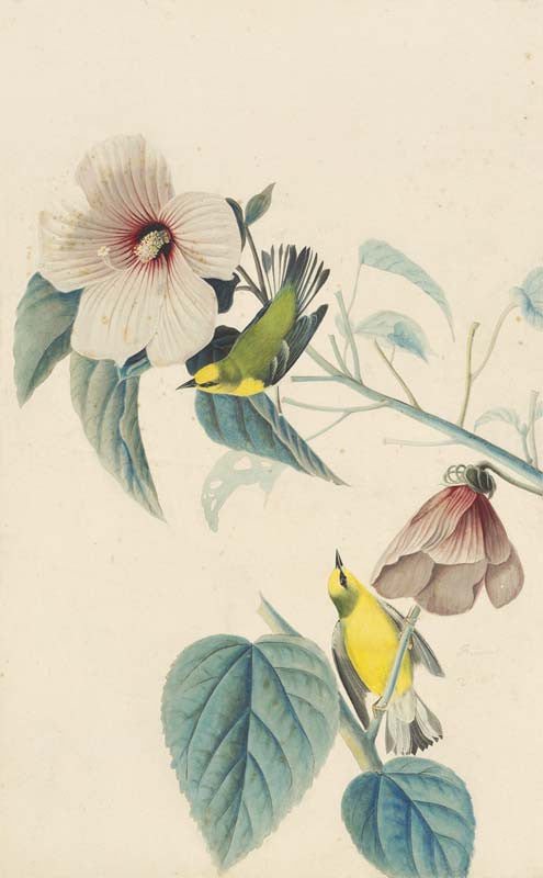 Blue-winged Warbler, Havell pl. 20