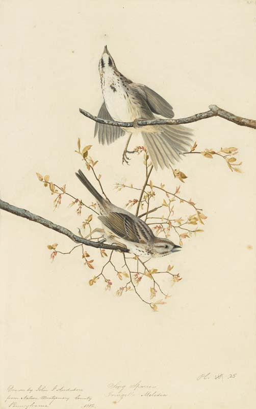 Song Sparrow, Havell pl. 25