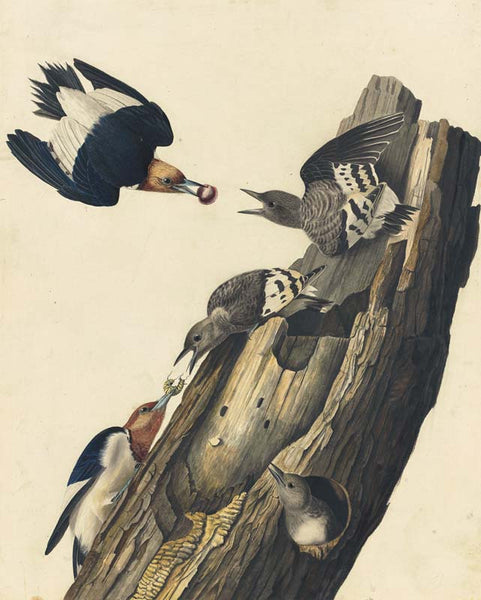 Red-headed Woodpecker, Havell pl. 27