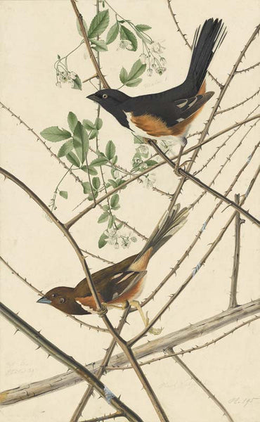 Eastern Towhee, Havell pl. 29