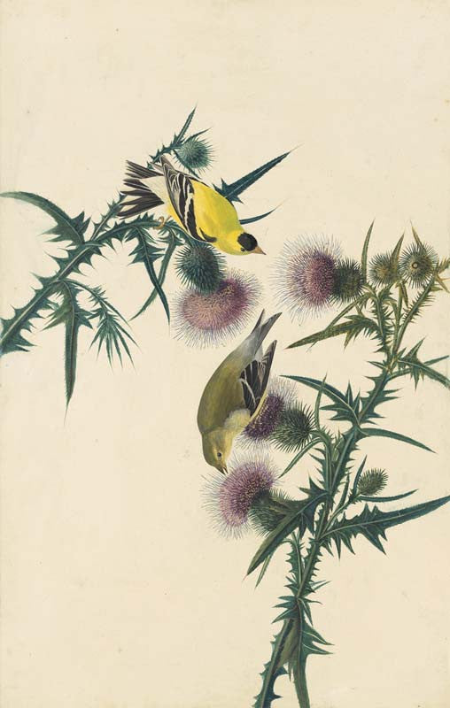 American Goldfinch, Havell pl. 33