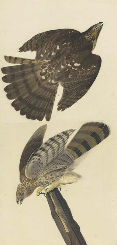 Cooper's Hawk, Havell pl. 36