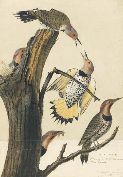 Northern Flicker, Havell pl. 37