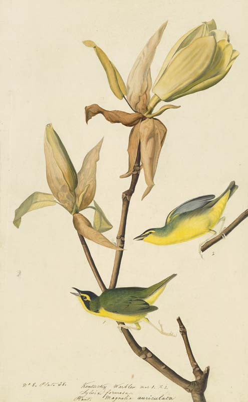 Kentucky Warbler, Havell pl. 38