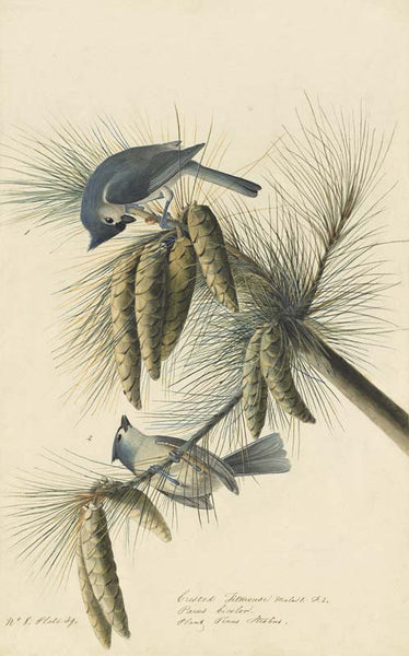 Tufted Titmouse, Havell pl. 39