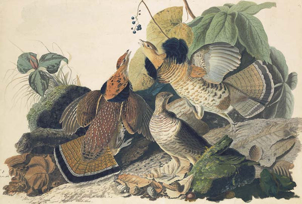 Ruffed Grouse, Havell pl. 41