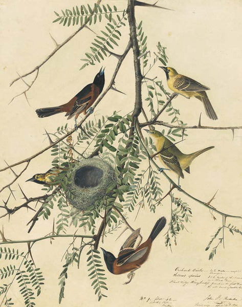 Orchard Oriole, Havell pl. 42