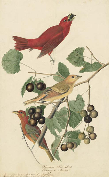 Summer Tanager, Havell pl. 44