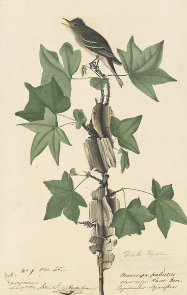 Willow Flycatcher, Havell pl. 45
