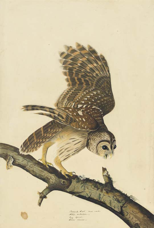Barred Owl, Havell pl. 46
