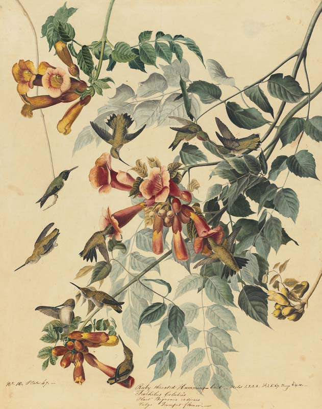 Ruby-throated Hummingbird, Havell pl. 47