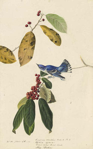 Cerulean Warbler, Havell pl. 48