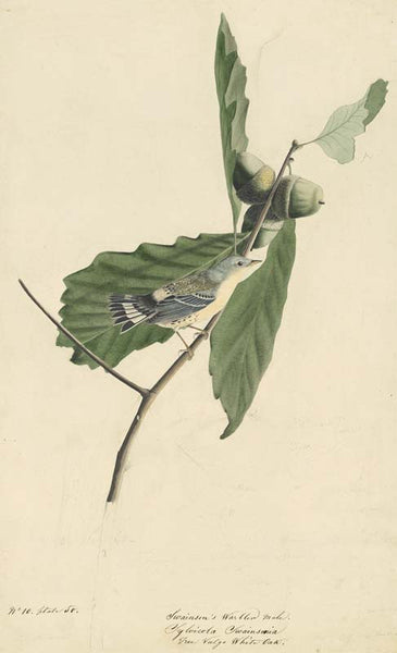 Magnolia Warbler, Havell pl. 50