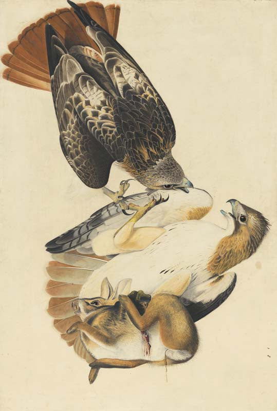 Red-tailed Hawk, Havell pl. 51