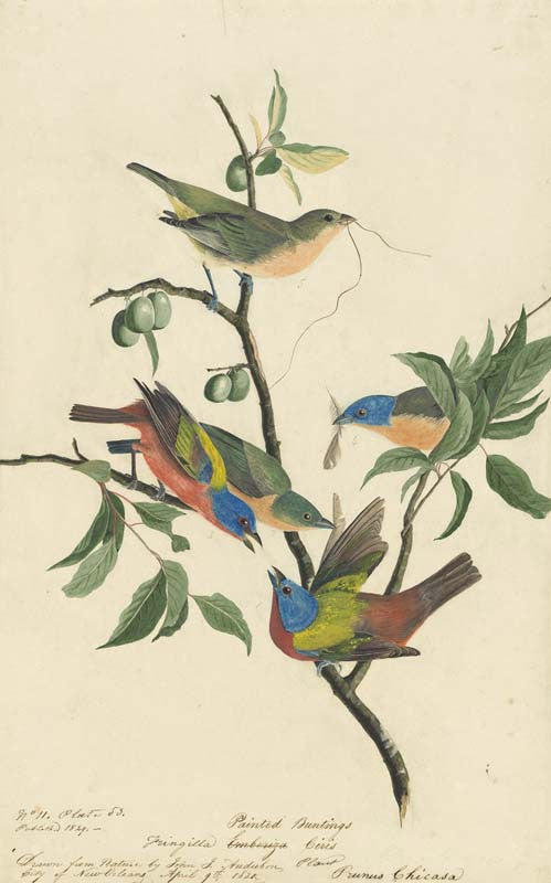 Painted Bunting, Havell pl. 53