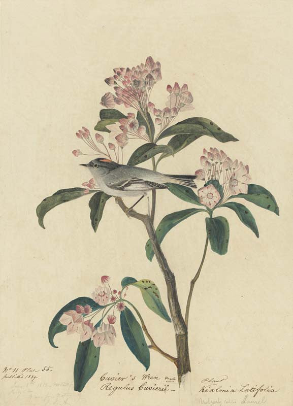 Cuvier's Kinglet, Havell pl. 55