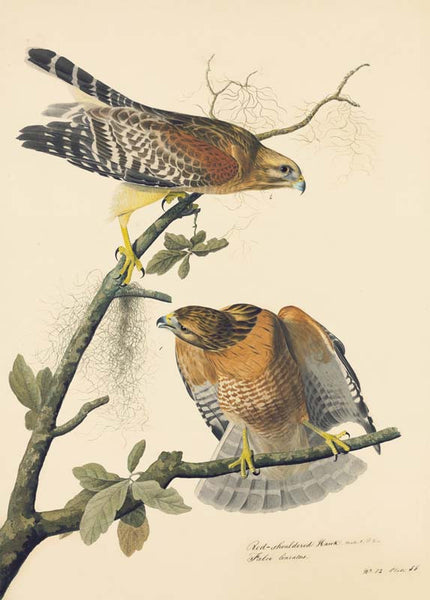Red-shouldered Hawk, Havell pl. 56