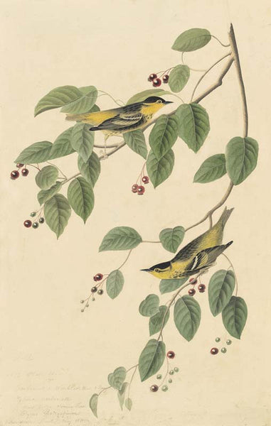 Carbonated Swamp Warbler, Havell pl. 60