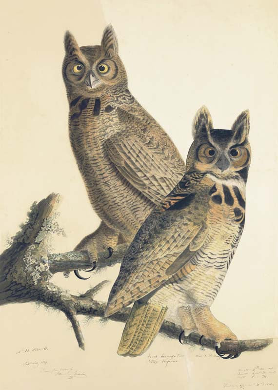 Great Horned Owl, Havell pl. 61