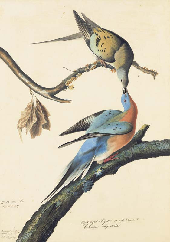 Passsenger Pigeon, Havell pl. 62