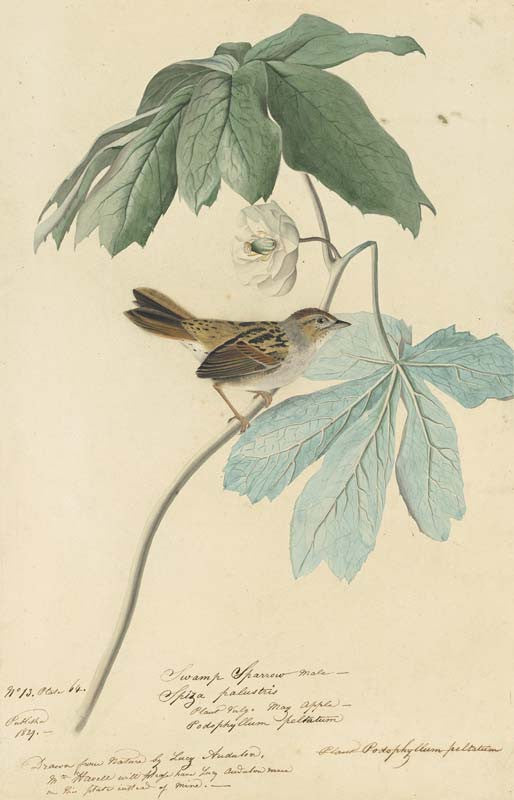 Swamp Sparrow, Havell pl. 64